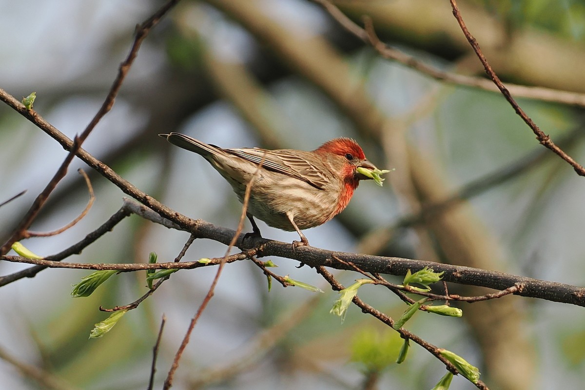 House Finch - george parker