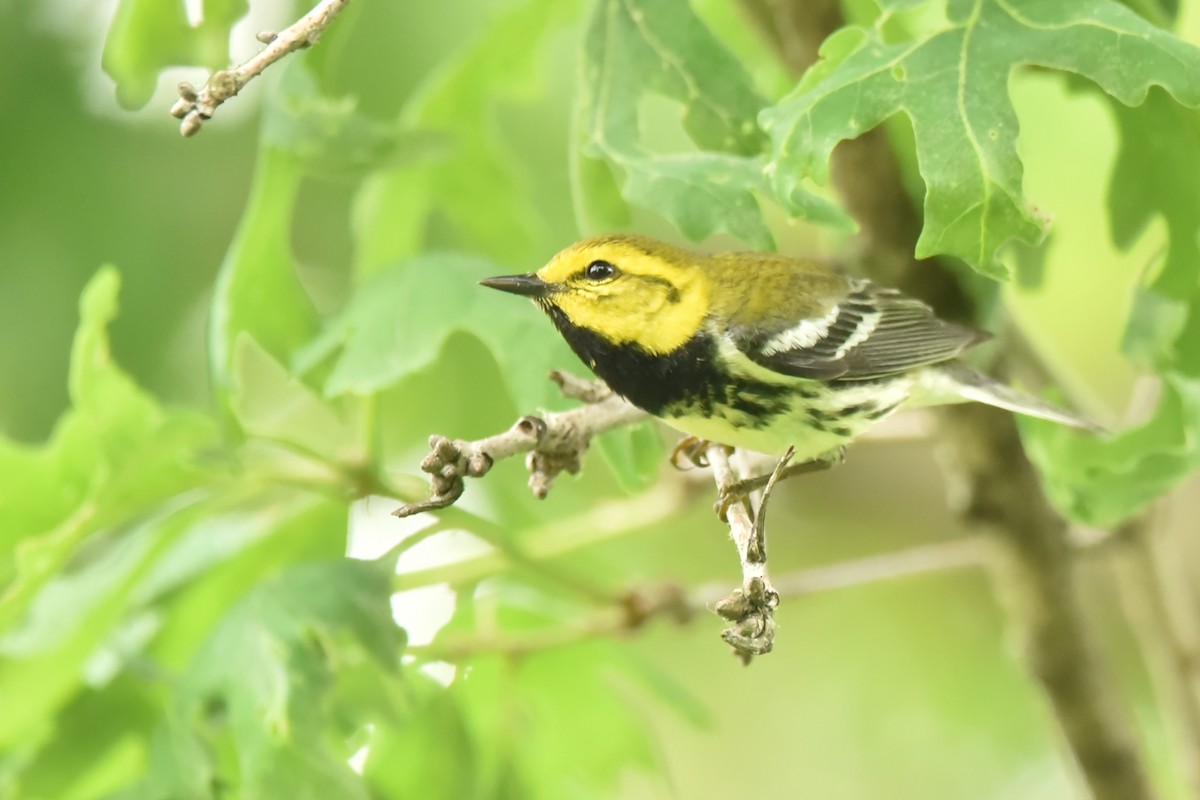 Black-throated Green Warbler - John Fabrycky