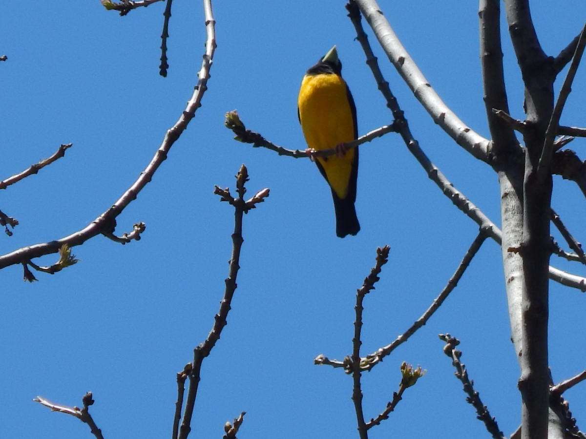 Gros-bec noir et jaune - ML618721123