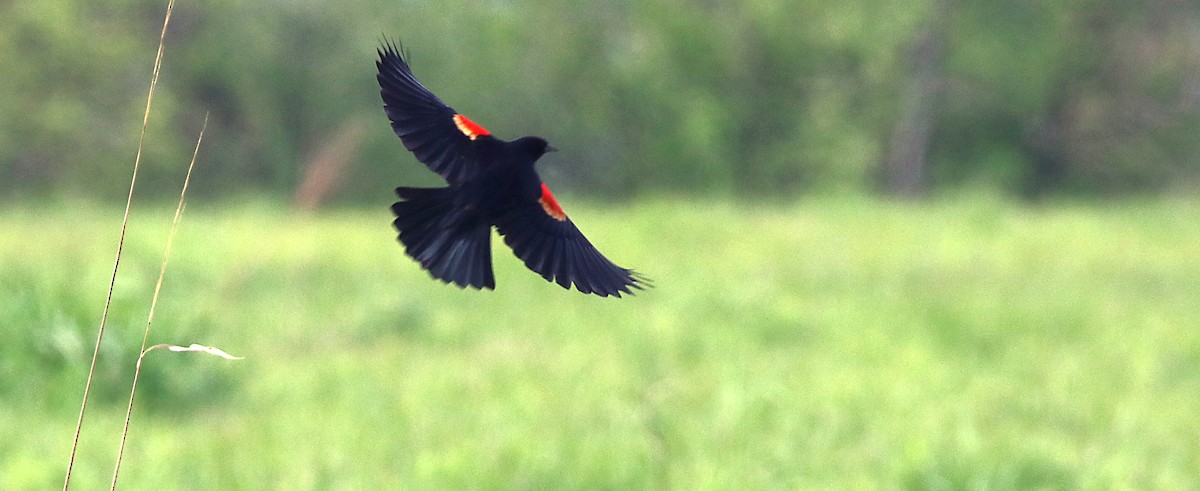 Red-winged Blackbird - Christopher Young