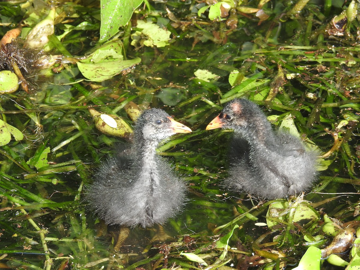 Common Gallinule - Wendy Meehan