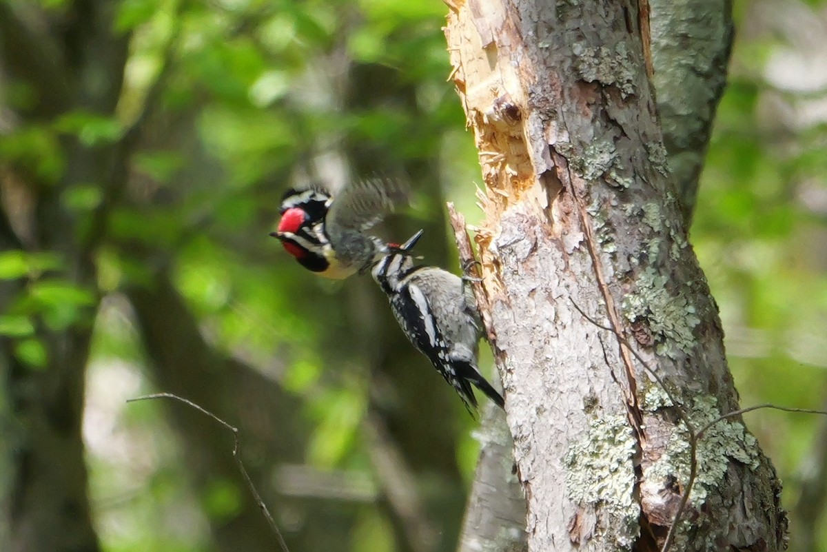 Yellow-bellied Sapsucker - ML618721210