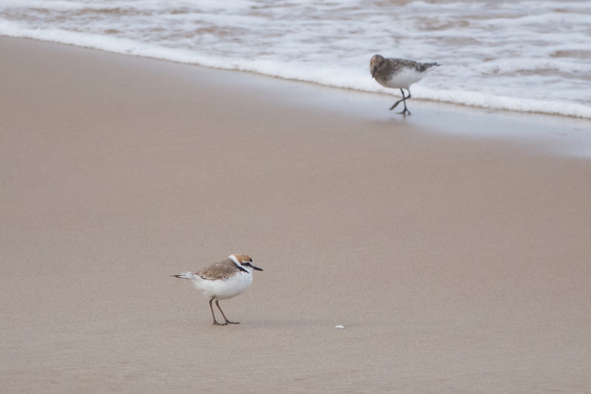 Txirritxo hankabeltza - ML618721215