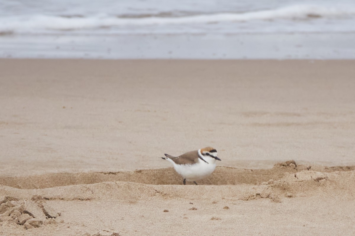 Txirritxo hankabeltza - ML618721216