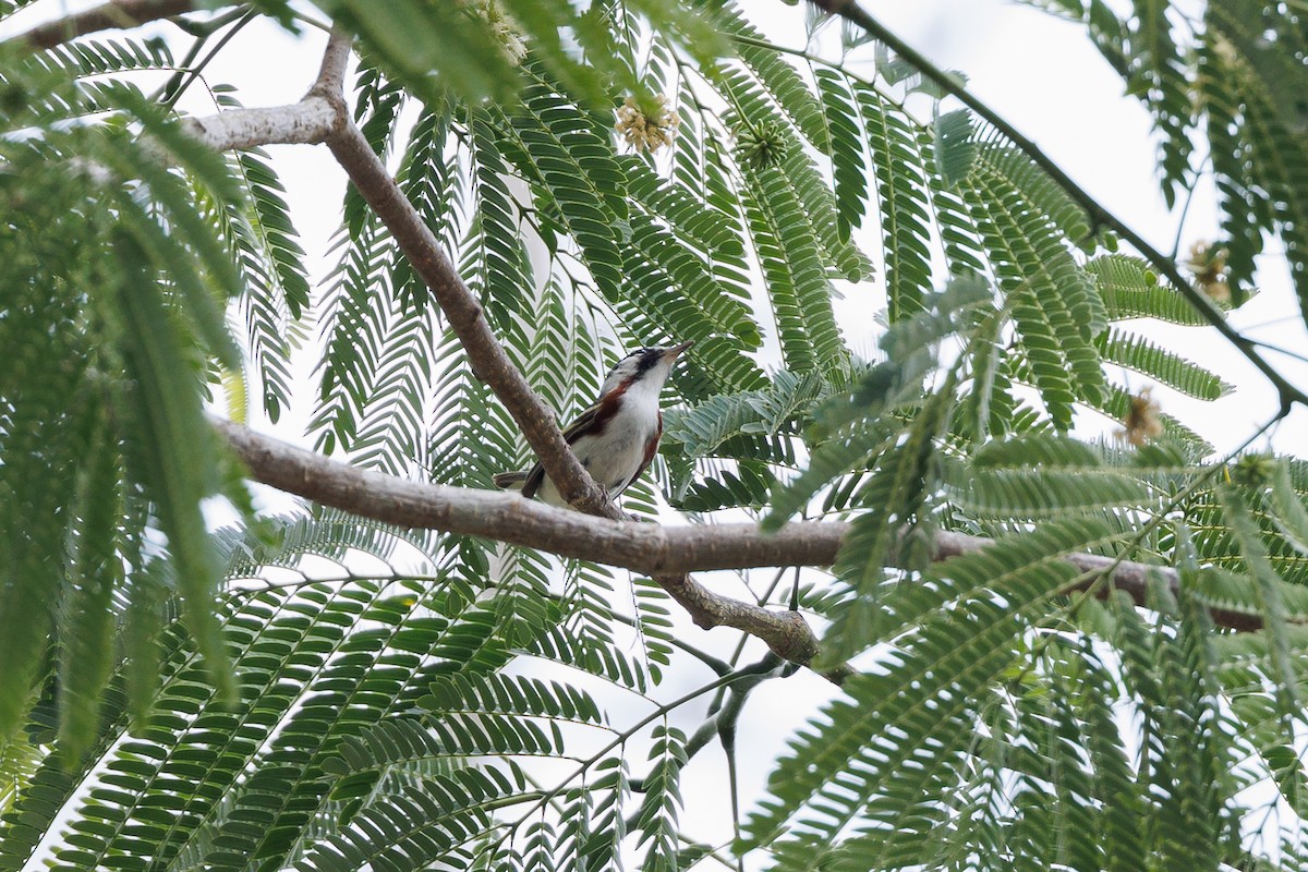 Chestnut-sided Warbler - Hernan Riverol