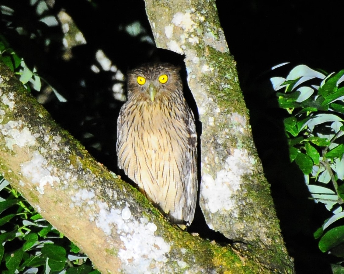 Brown Fish-Owl - ML618721242