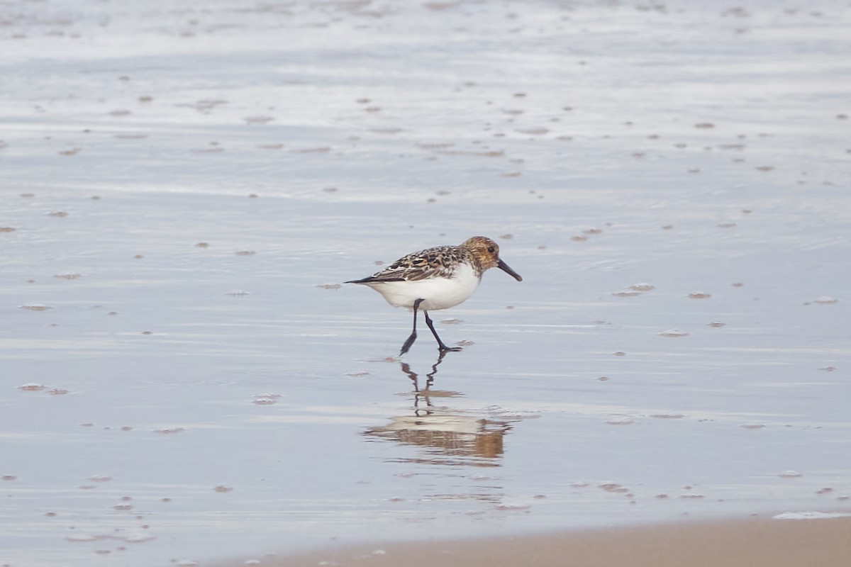 Sanderling - ML618721245