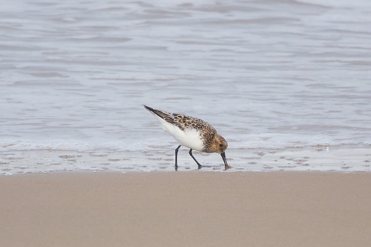 Txirri zuria - ML618721246