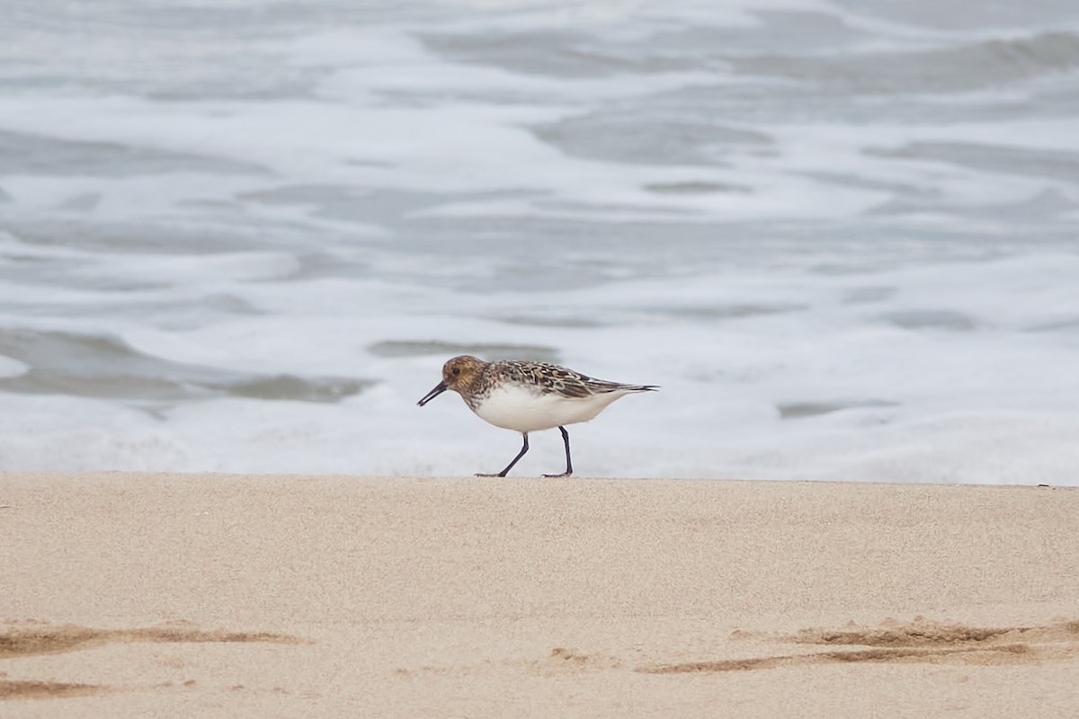 Txirri zuria - ML618721251