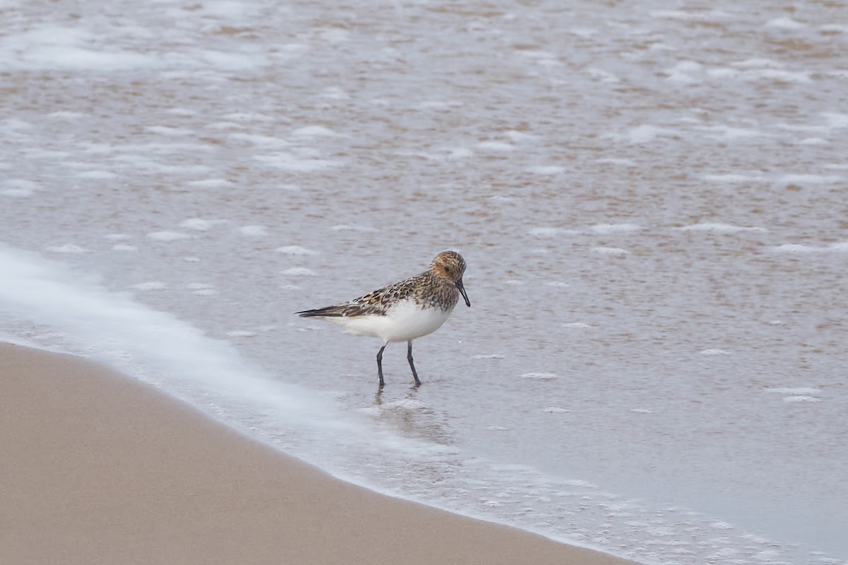 Txirri zuria - ML618721252