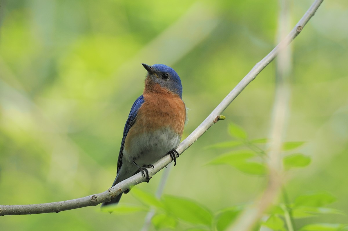 Eastern Bluebird (Eastern) - ML618721282