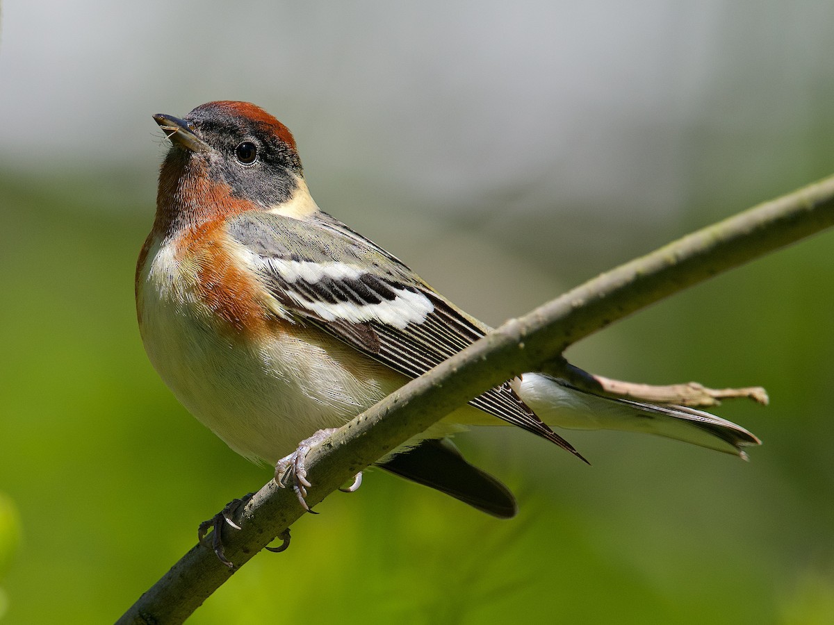 Bay-breasted Warbler - ML618721307