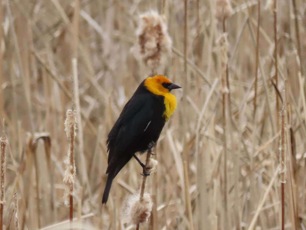 Yellow-headed Blackbird - Laurie Koepke