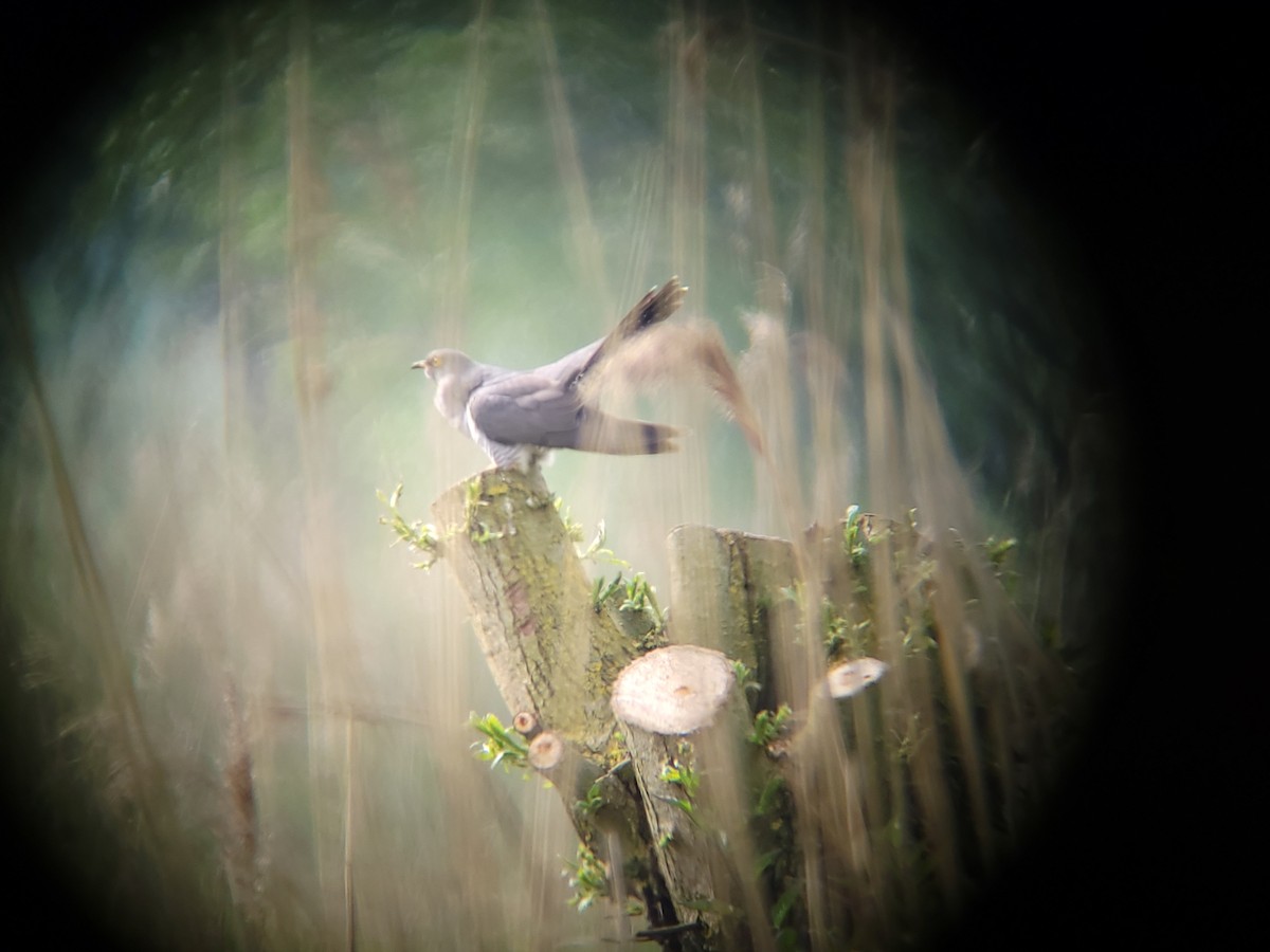 Common Cuckoo - ML618721346