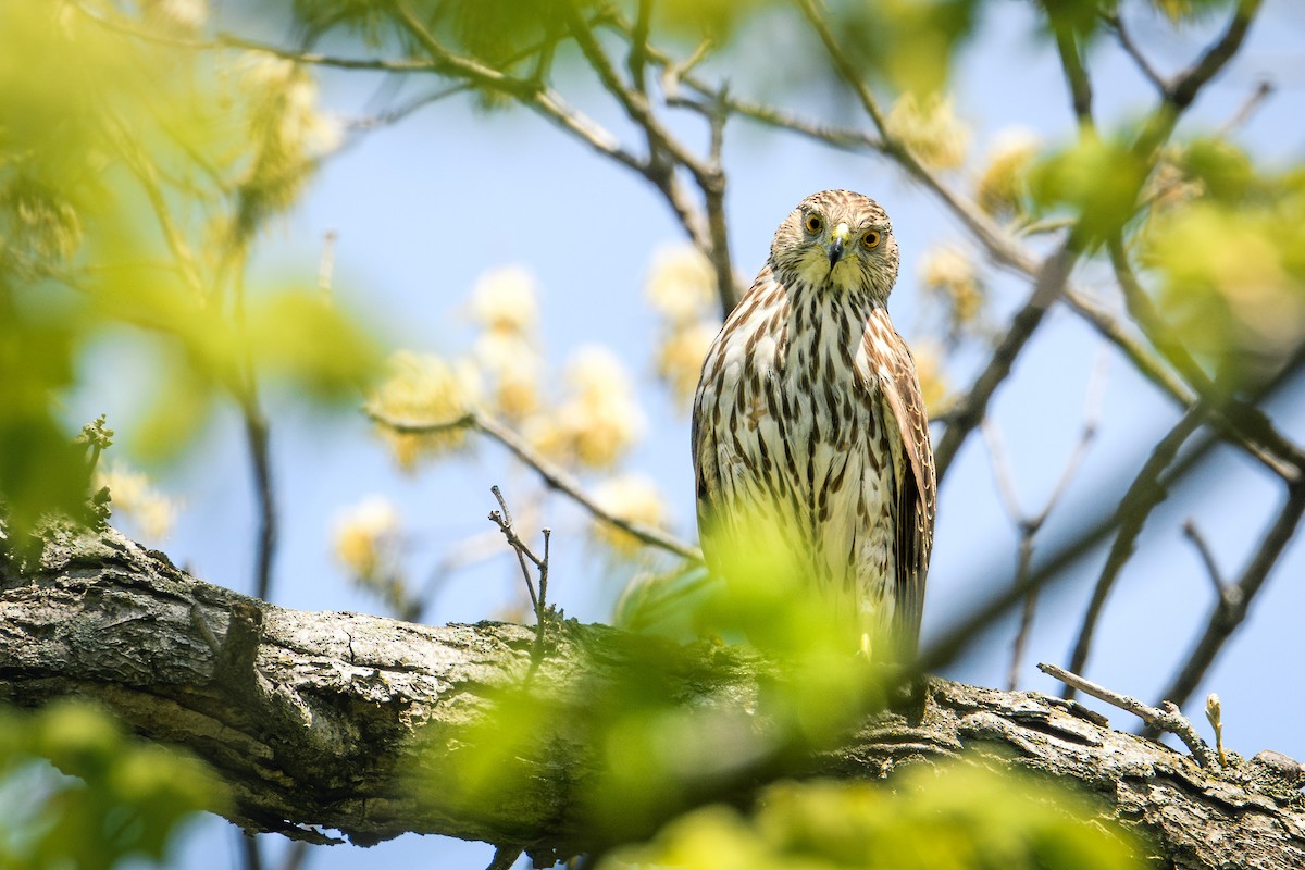 Cooper's Hawk - Collin Porter