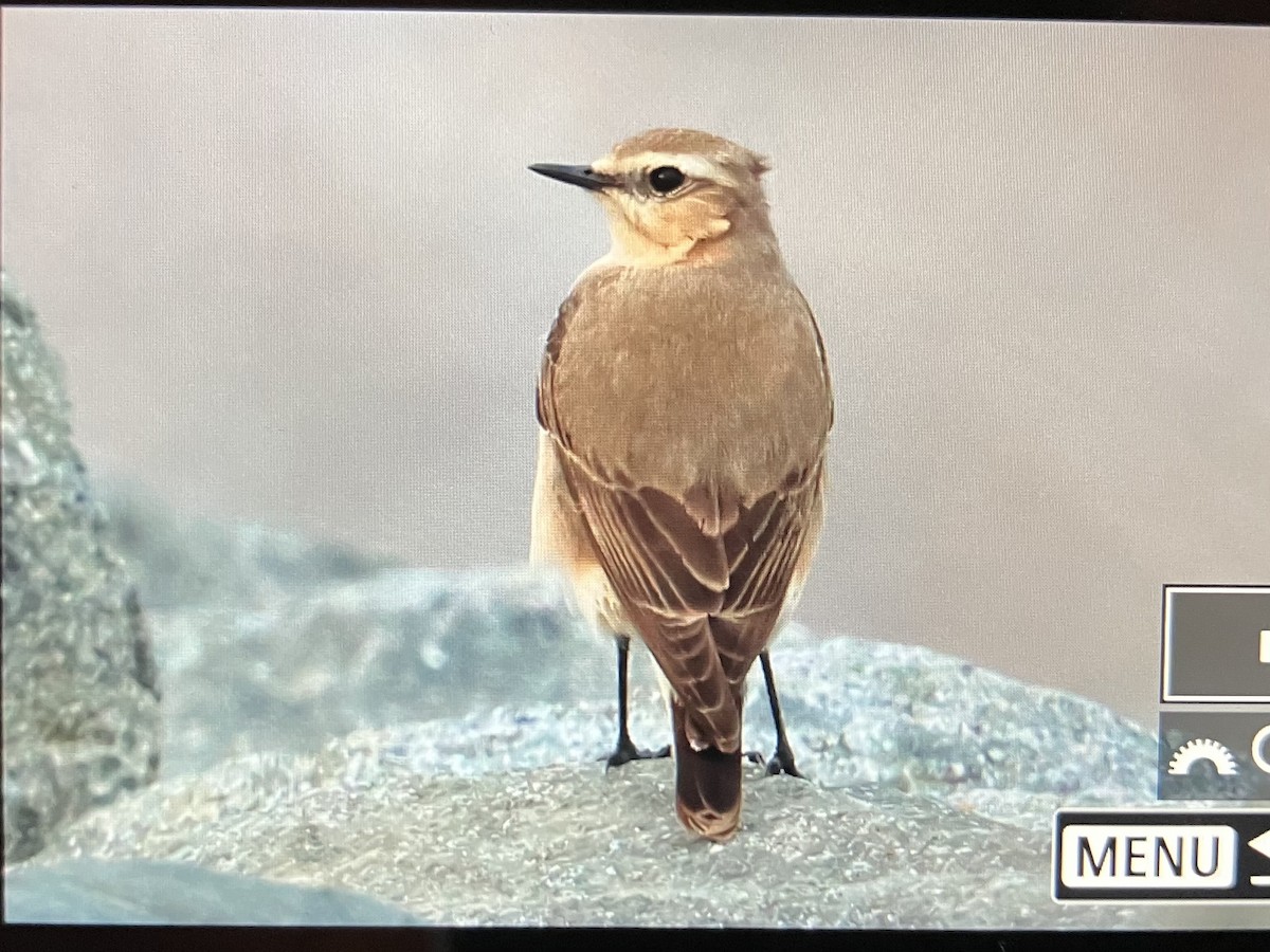 Northern Wheatear (Greenland) - ML618721371