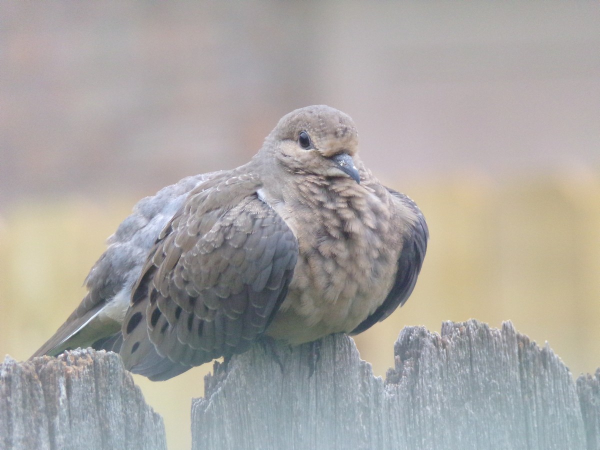 Mourning Dove - Texas Bird Family