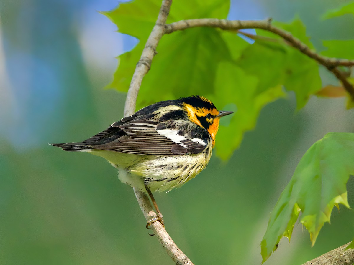 Blackburnian Warbler - ML618721379