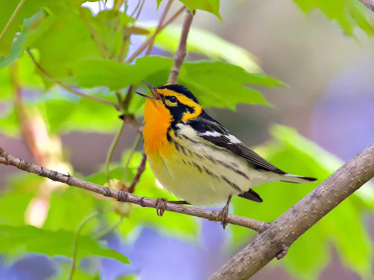 Blackburnian Warbler - ML618721387