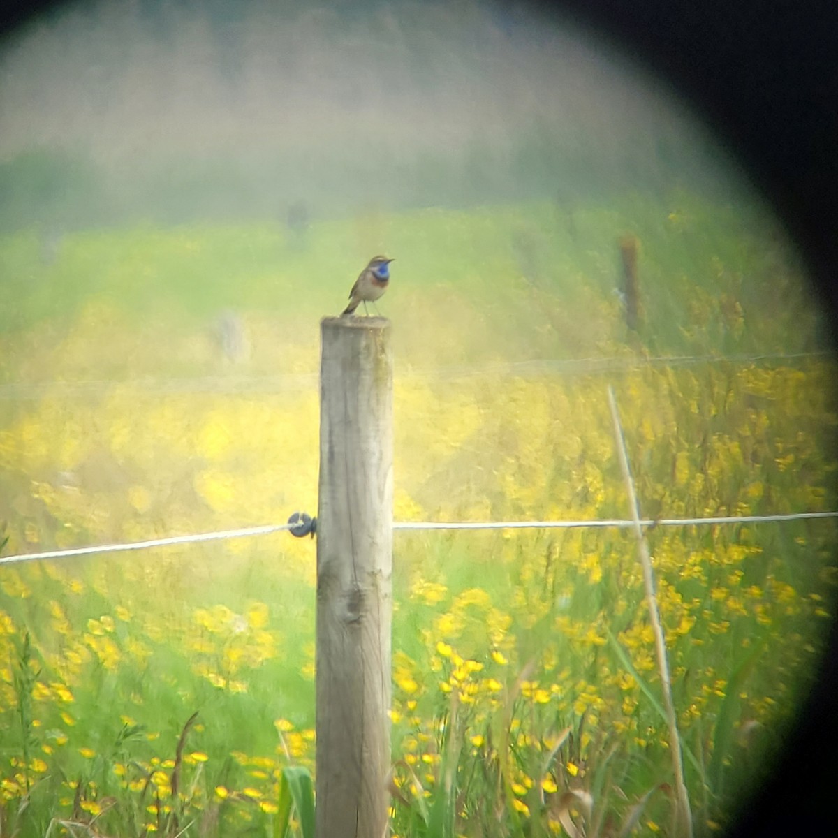 Bluethroat - ML618721400