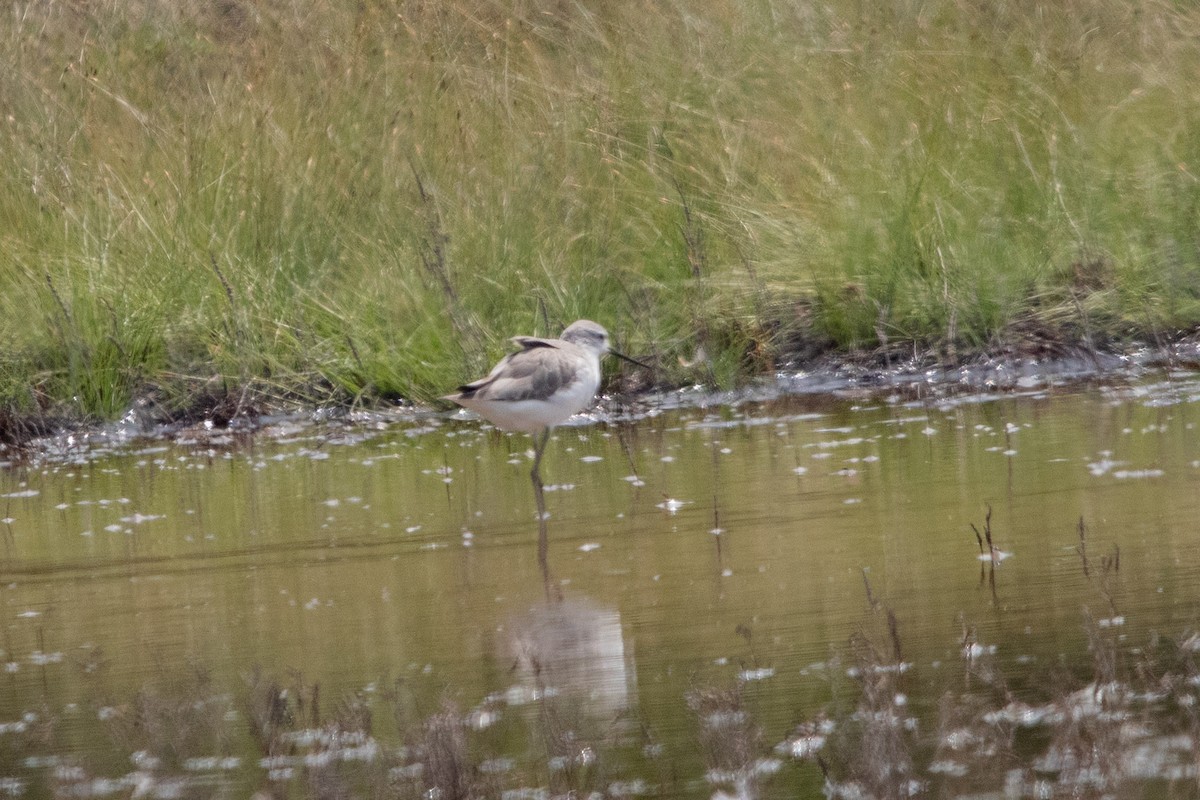 Marsh Sandpiper - Rumeth Jayasinghe