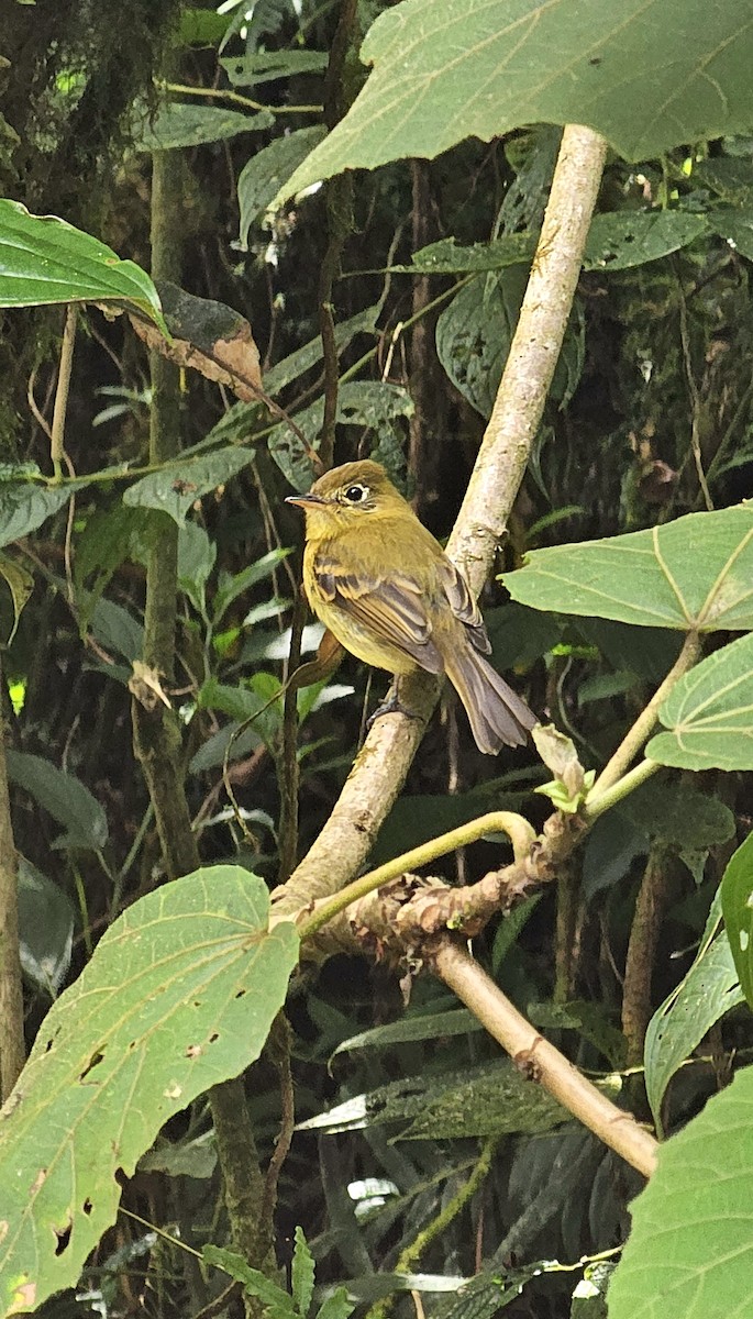 Yellowish Flycatcher - ML618721444