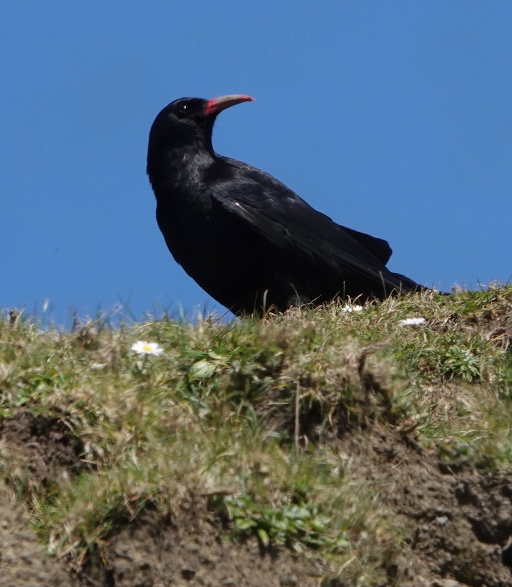 Red-billed Chough - ML618721516