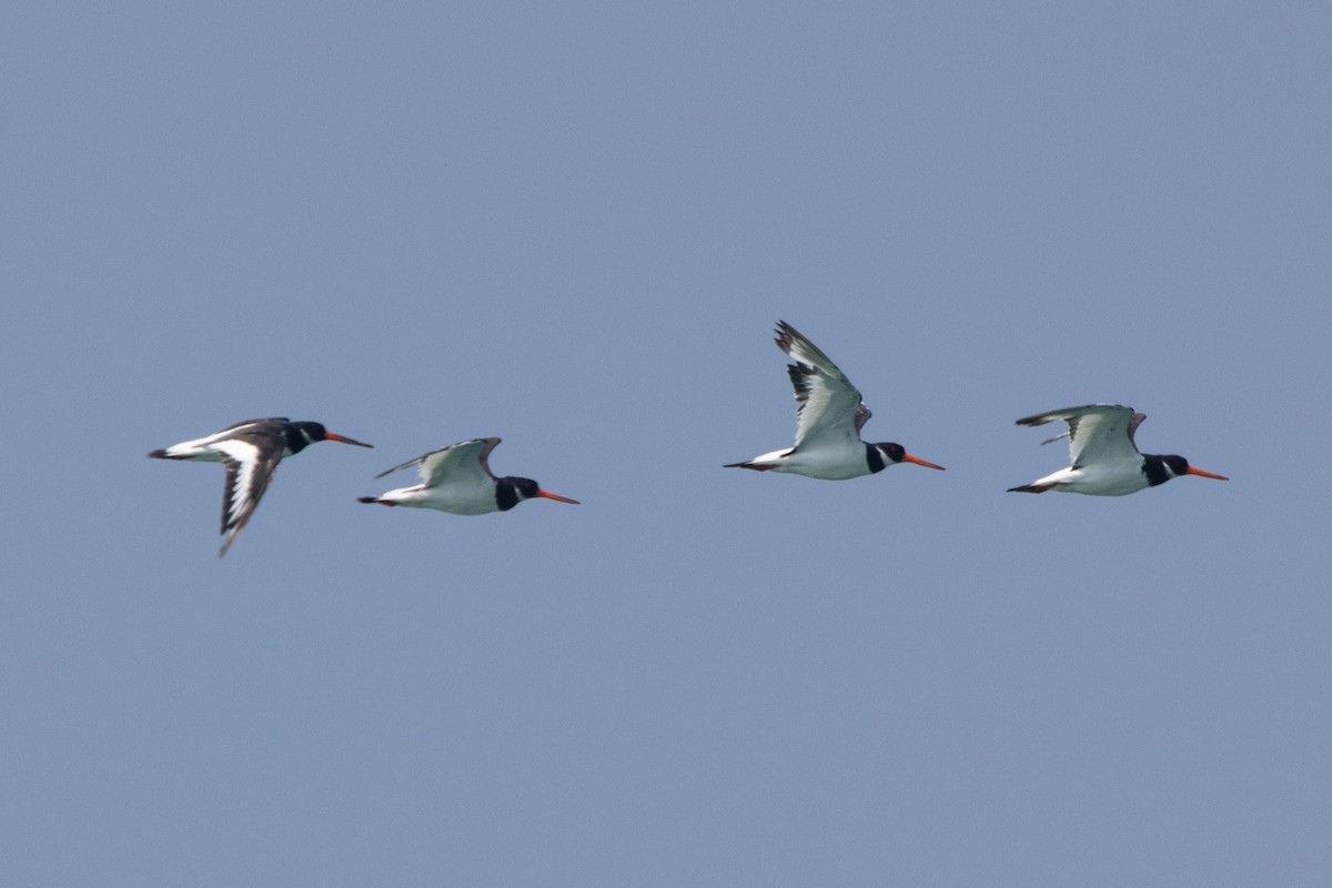 Eurasian Oystercatcher - ML618721525