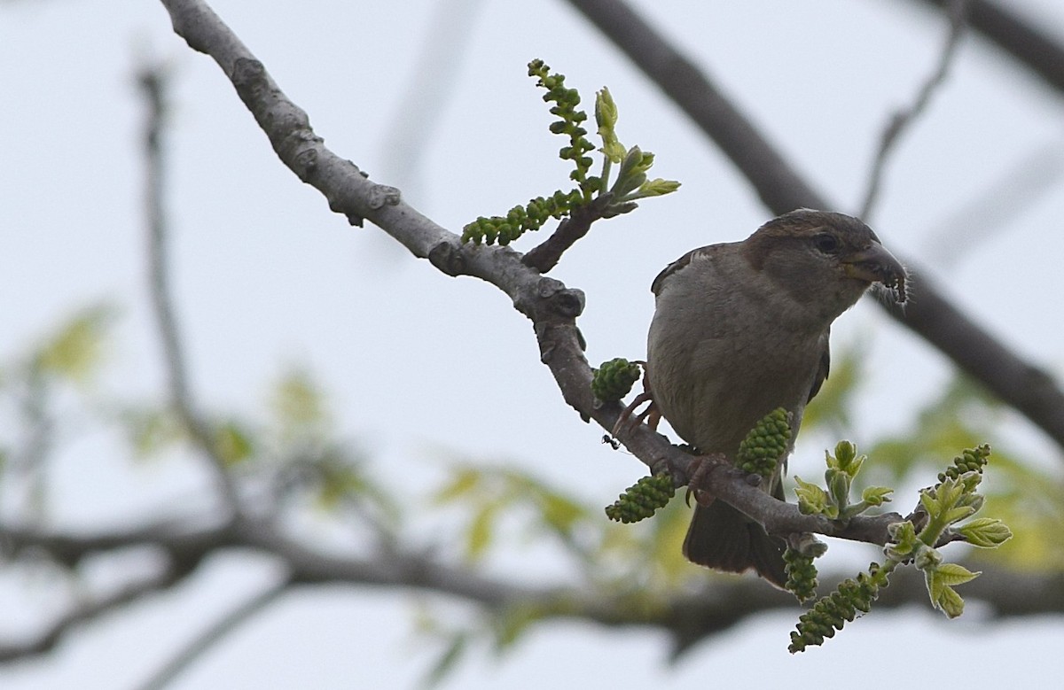 House Sparrow - ML618721526