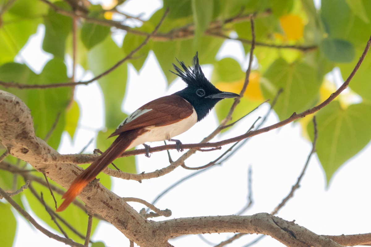 Indian Paradise-Flycatcher - Rumeth Jayasinghe