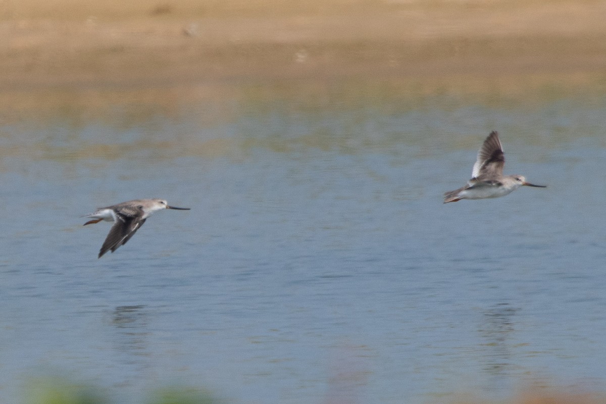 Terek Sandpiper - Rumeth Jayasinghe