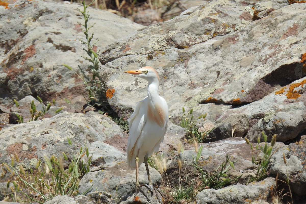 Western Cattle Egret - ML618721581