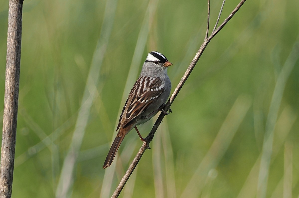 White-crowned Sparrow - george parker