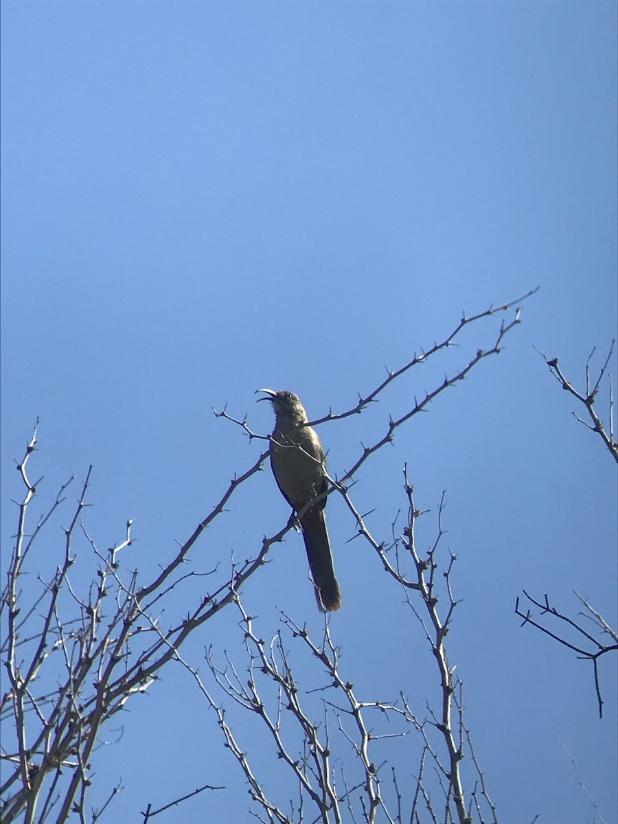 Crissal Thrasher - Scott Somershoe