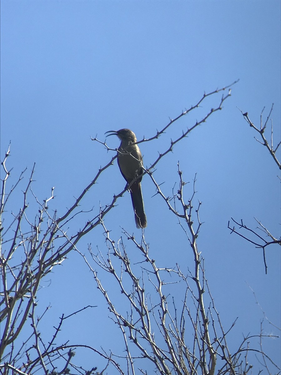 Crissal Thrasher - Scott Somershoe