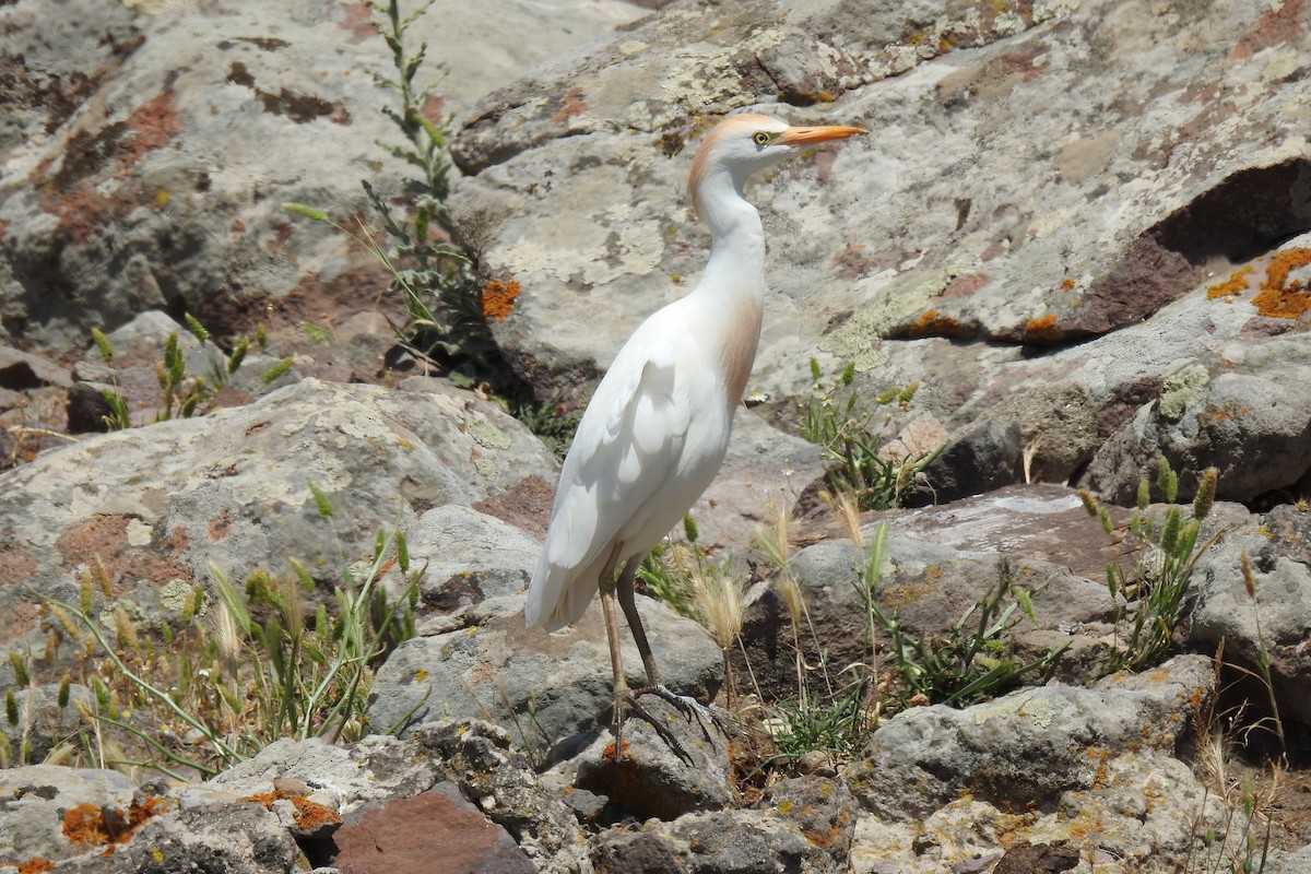 Western Cattle Egret - ML618721600