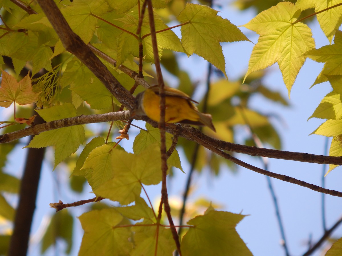 Gray-headed Canary-Flycatcher - ML618721601