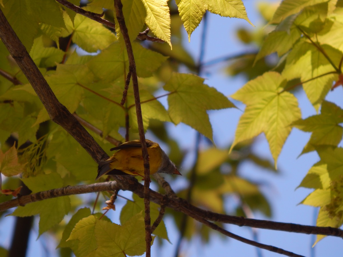 Gray-headed Canary-Flycatcher - ML618721605