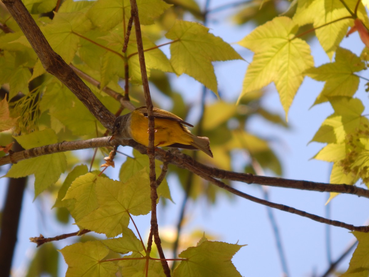 Gray-headed Canary-Flycatcher - Azan Karam