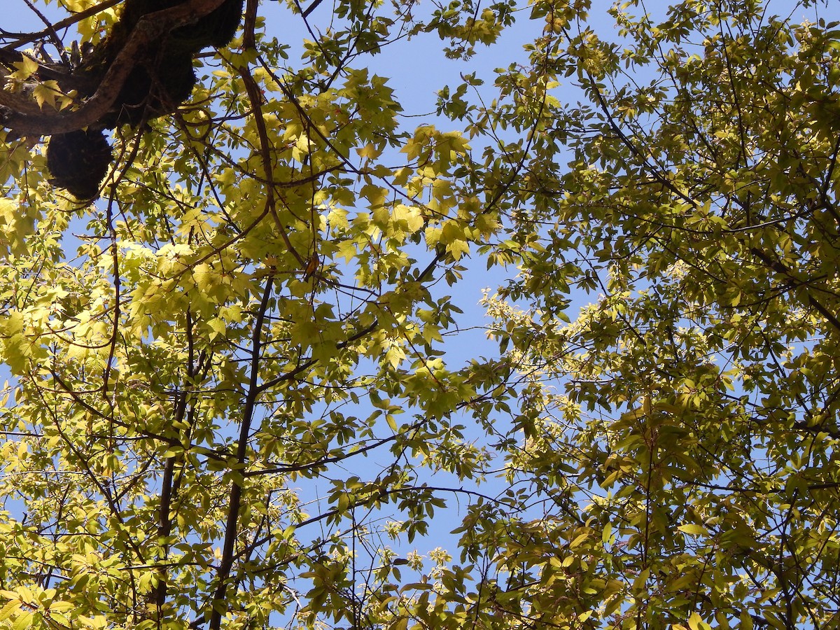 Gray-headed Canary-Flycatcher - ML618721607