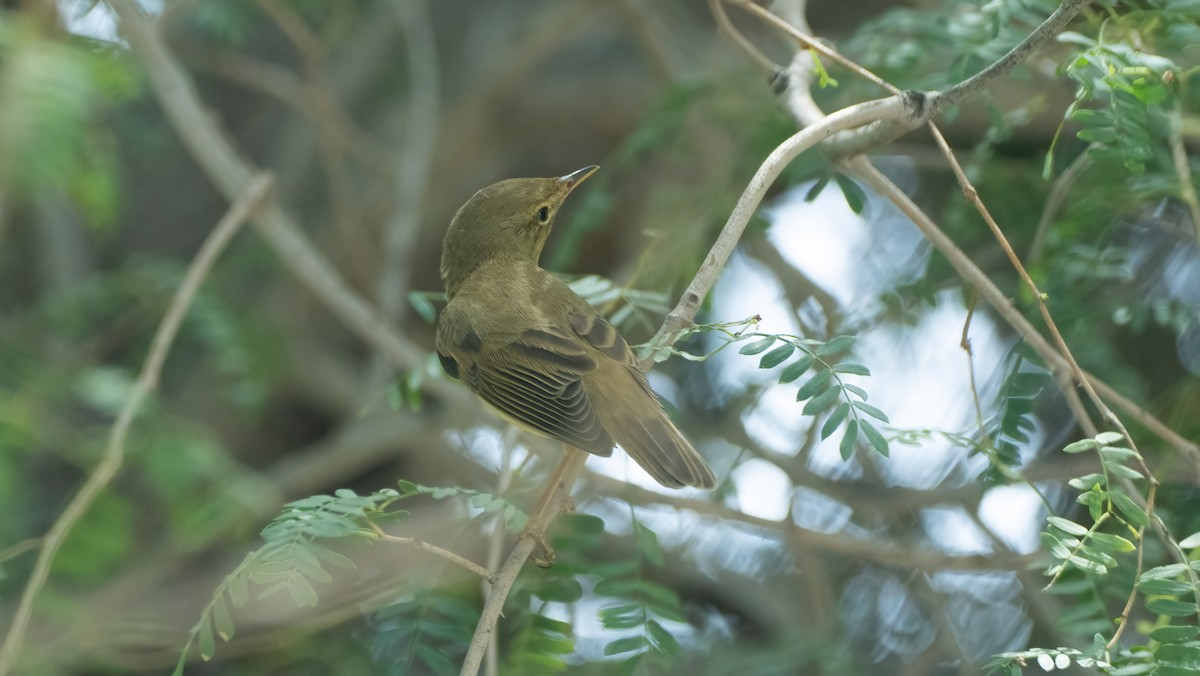 Marsh Warbler - ML618721621