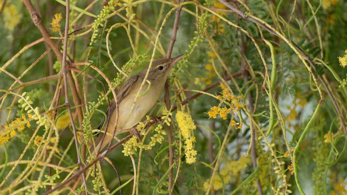 Marsh Warbler - ML618721622