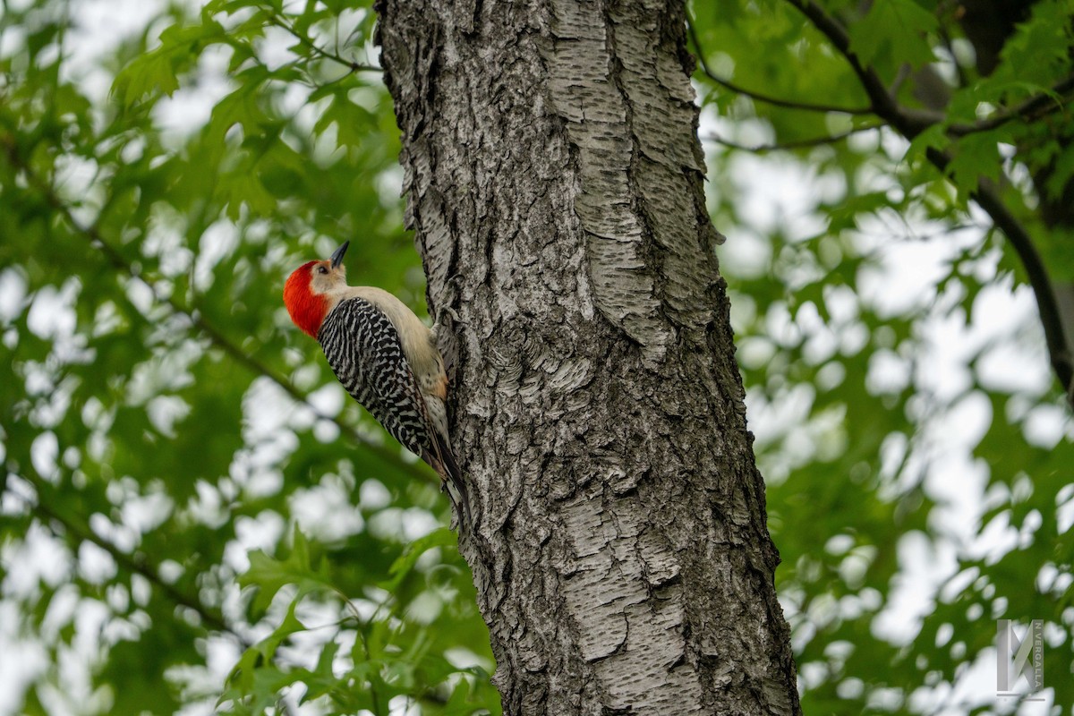 Red-bellied Woodpecker - ML618721632