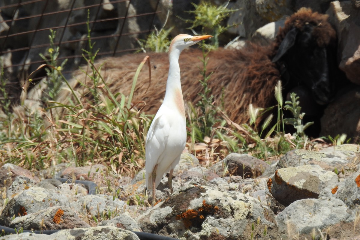 Western Cattle Egret - ML618721645