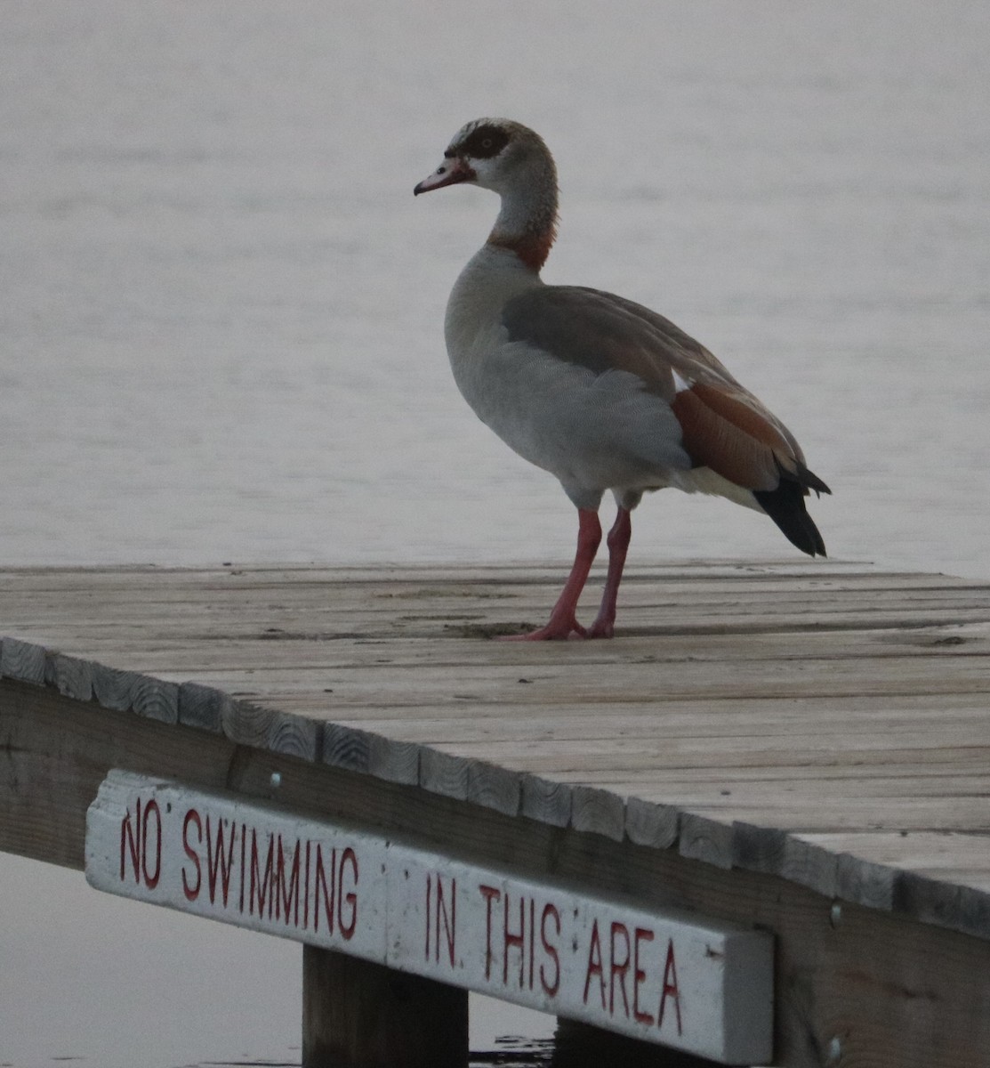 Nilgans - ML618721683