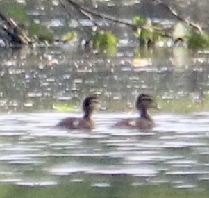 Wood Duck - ML618721694