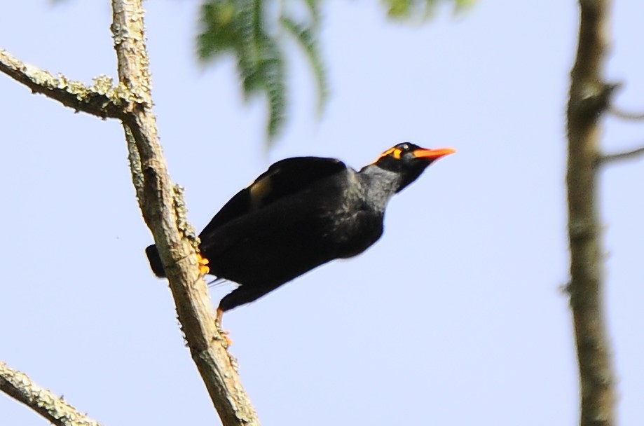 Southern Hill Myna - JOE M RAJA