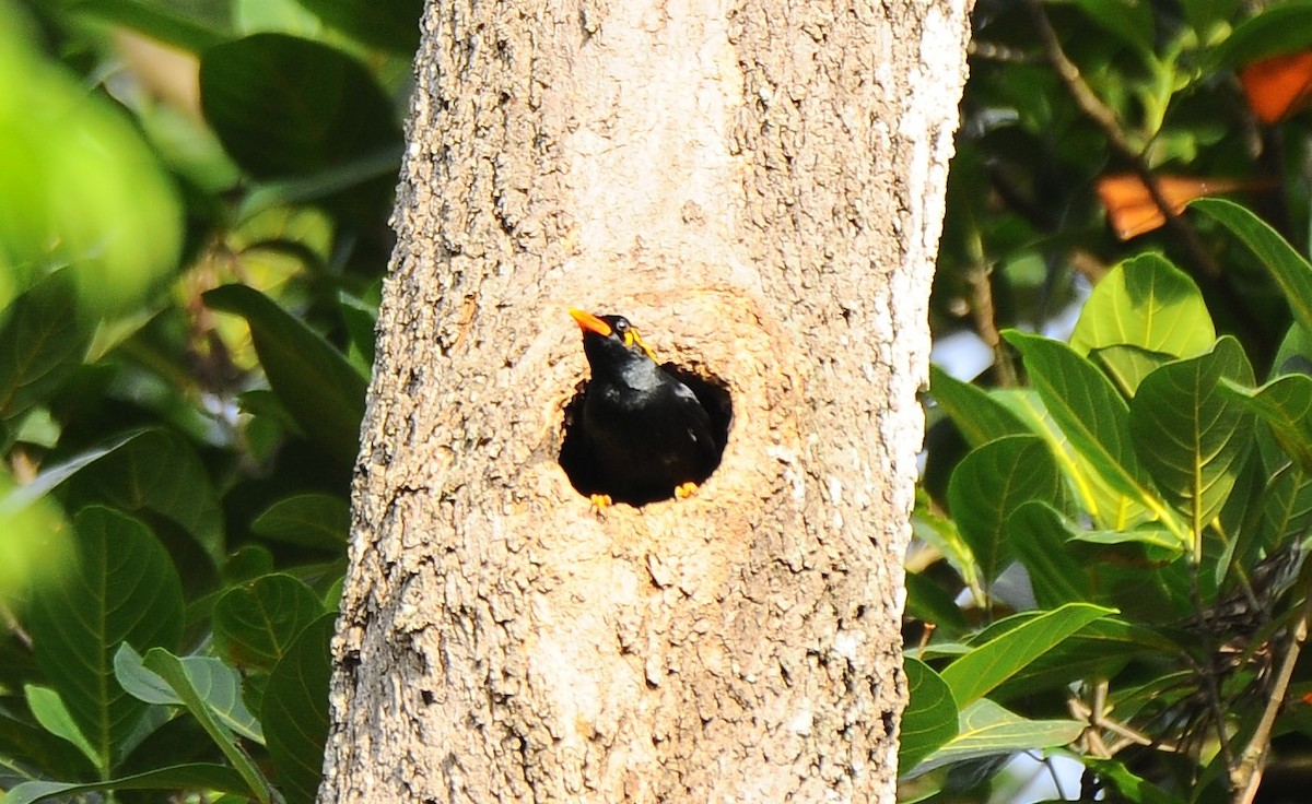 Southern Hill Myna - JOE M RAJA