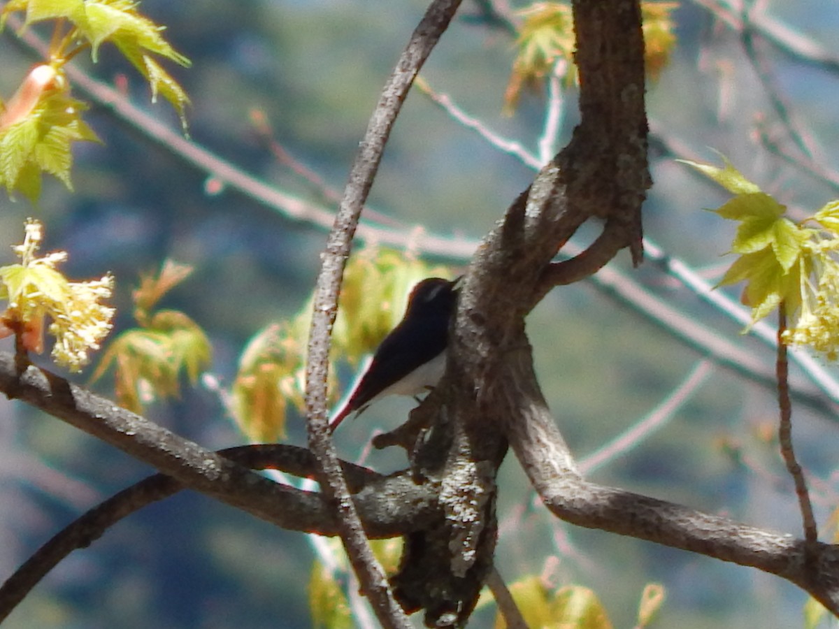 Ultramarine Flycatcher - ML618721708