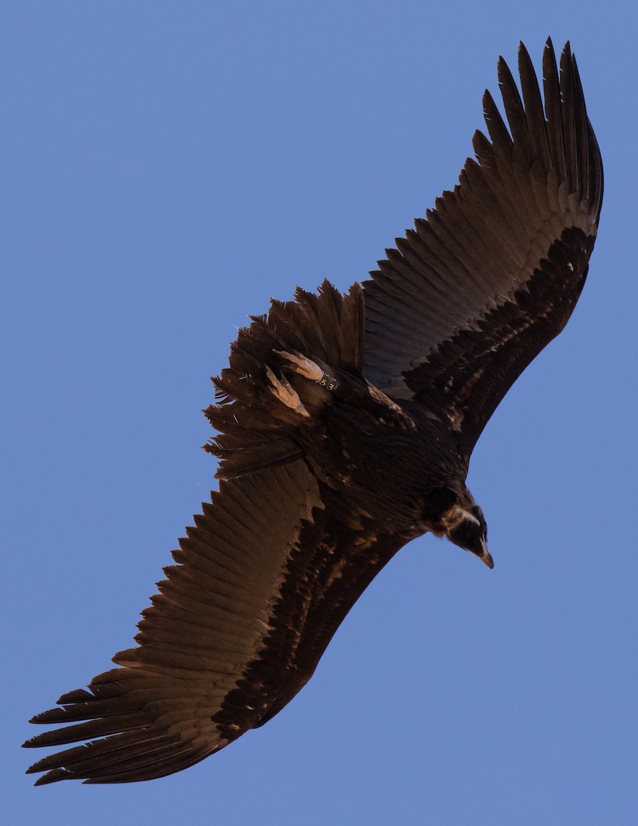 Cinereous Vulture - ML618721719